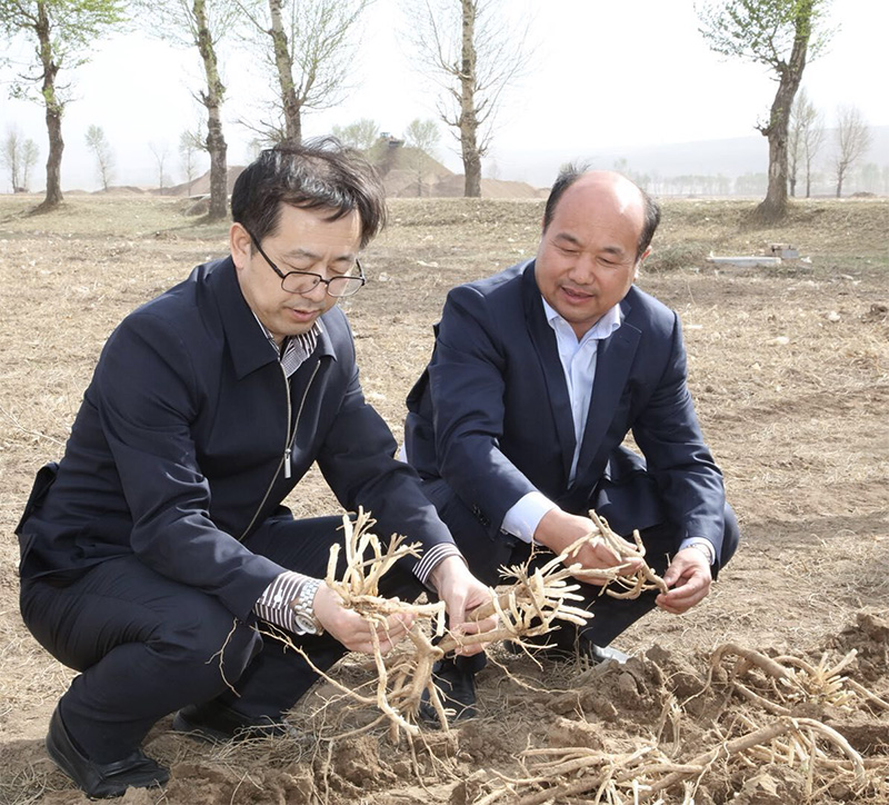 北京盛世龍精準扶貧，共建黃芪種植基地